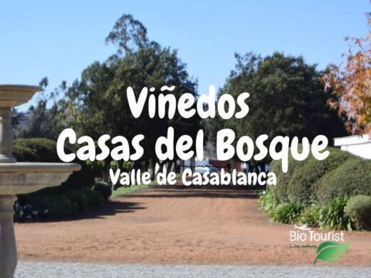 Casas del Bosque Exclusive